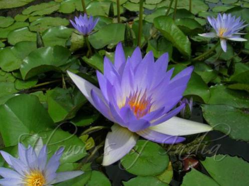 Neel Kamal नील कमल (Nymphaea nouchali/stellata) -- Blue Waterlily The dark complexion of Krishna is compared to that of Neelkamal. For this reason, the Blue Waterlily is also called Krishna Kamal. In the 'Ramayana', as it goes, Rama went to 'Lanka' to rescue his abducted wife, Sita, from the grip of Ravana, the king of the Demons in Lanka. Before starting for his battle with Ravana, Rama wanted the blessings of Devi Durga . He came to know that the Goddess would be pleased only if she is worshipped with one hundred 'NeelKamal' or blue lotuses. Rama, after travelling the whole world, could gather only ninety nine of them. He finally decided to offer one of his eyes, which resembled blue lotuses. Durga, being pleased with the devotion of Rama, appeared before him and blessed him. Source: Flowers in Ancient Indian Literature website