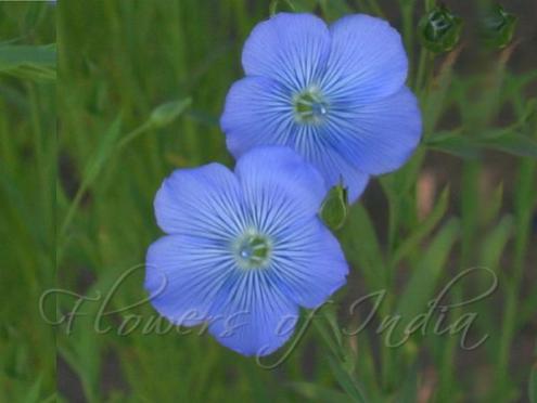 Atasi अतसी (Linum usitatissimum) -- Flax This pretty blue flower is popular in Sanskrit literature for comparing with the complexion of Krishna. A famous sloka in Krishna's praise goes अतसीपुष्पसंकाशम् हारनूपुरशोभितम् "atasii pushpa sankaasam haara noopura shobhitam". This flower, along with the blue butterfly-pea flower, Aparaajita, is also popular in worship of Goddess Durga (who is also sometimes considered an "amsha" (अंश) of Krishna). source: Flowers in Ancient Literature website